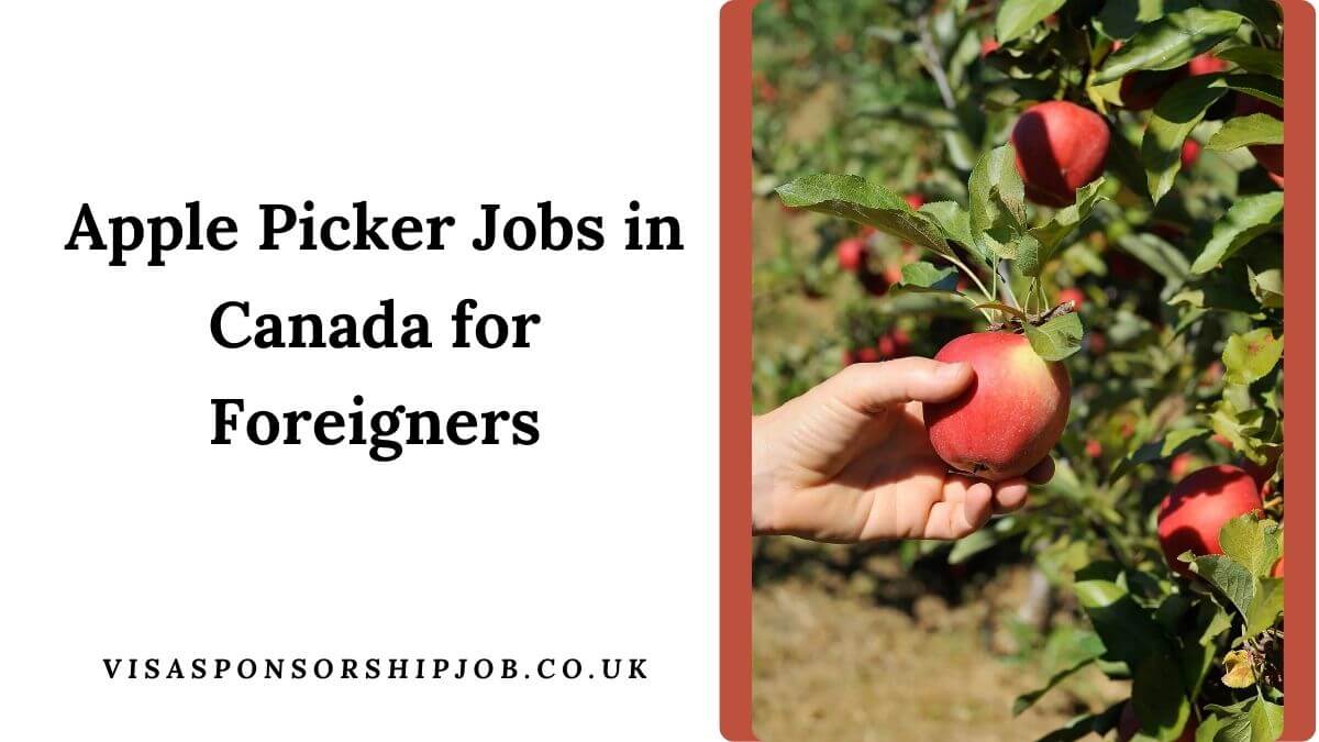Apple Picker Jobs in Canada for Foreigners