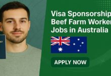 Visa Sponsorship Beef Farm Worker Jobs in Australia