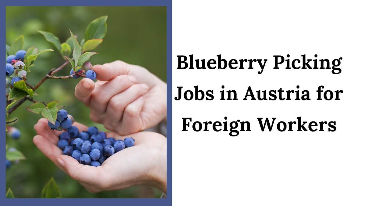 Blueberry Picking Jobs in Austria for Foreign Workers