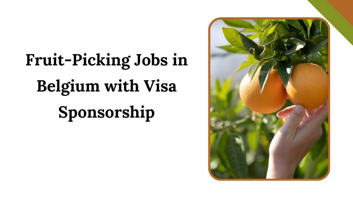 Fruit-Picking Jobs in Belgium with Visa Sponsorship