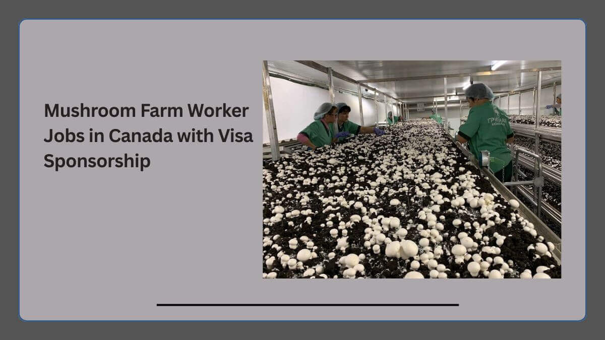 Mushroom Farm Worker Jobs in Canada with Visa Sponsorship