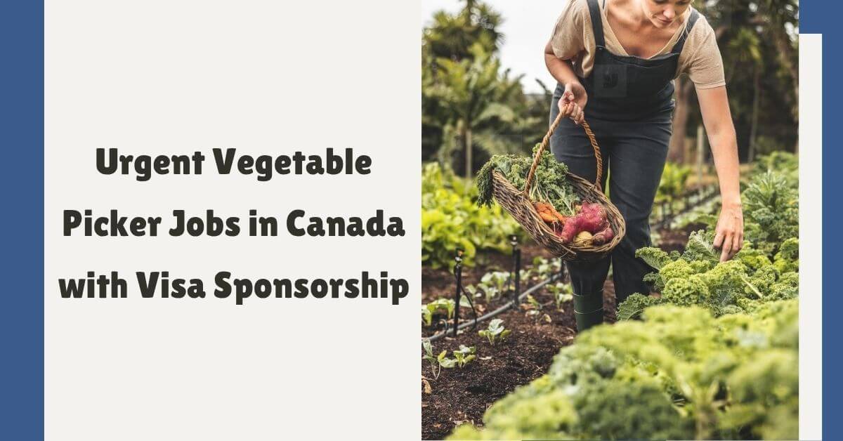 Urgent Vegetable Picker Jobs in Canada with Visa Sponsorship