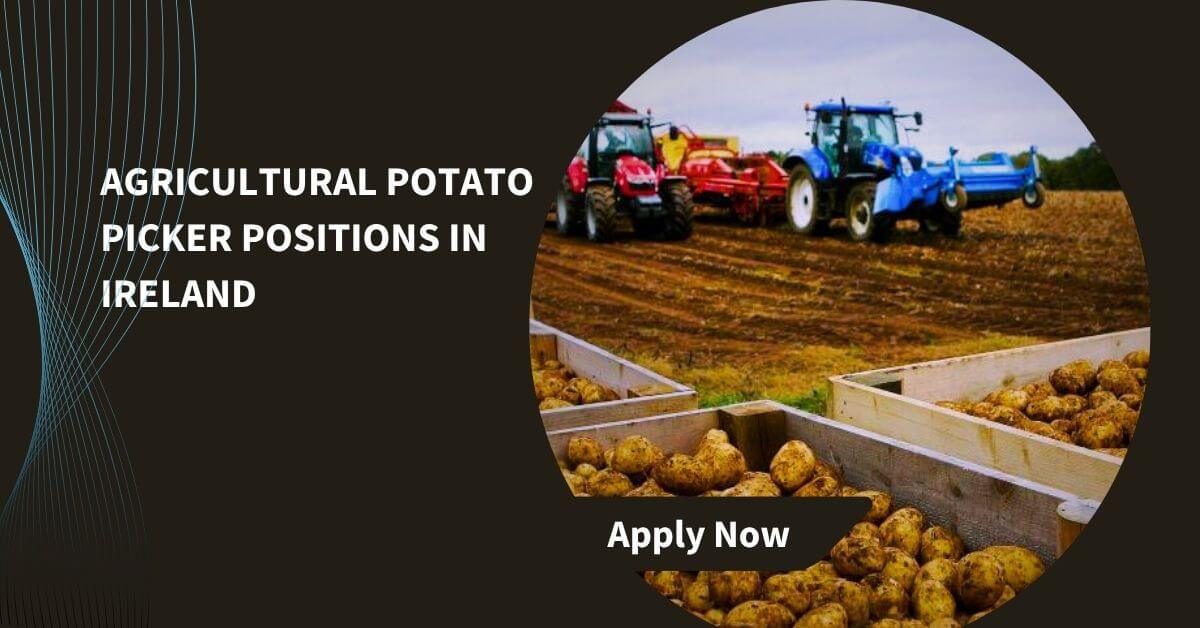 Agricultural Potato Picker Positions In Ireland
